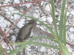 crabbie 1 Stock Footage