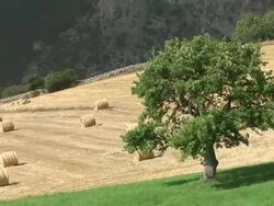 HD: Colorful scene in nature Stock Footage