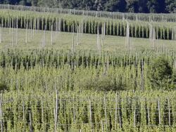 WS Elevated view over Hop field (Humulus lupulus) / Mainburg, Hallertau, Bavaria, Germany Stock Footage