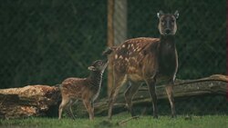 Rare baby deer at Chester Zoo News Clip