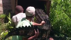 Gator wranglers push an alligator into a holding crate. Stock Footage