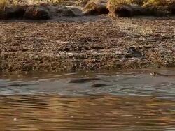 WS MS Seven North American river otters (Lontra canadensis) playing and swimming on the river bank with beautiful fall reflections on the water Stock Footage