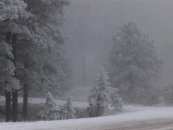 MS Shot of hoar frost in woods in winter storm / Colorado, United States Stock Footage