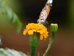 Monarch Butterfly Stock Footage