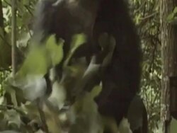 CU, Chimpanzee (Pan troglodytes) building nest and lying in forest, Gombe Stream National Park, Tanzania Stock Footage