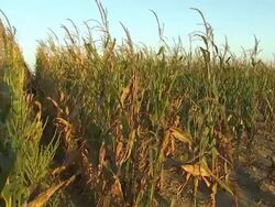 Corn on the cob growing in a Nebraska field News Clip