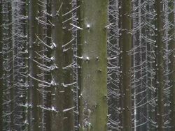 MS Shot of fir forest in winter with snow / Erbeskopf, Hunsruck, Rhineland Palatinate, Germany Stock Footage