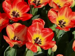 HD:Tulips in the wind, istanbul, TURKEY Stock Footage