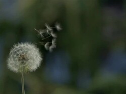 Dandelion clock seeds dispersing against natural background Stock Footage