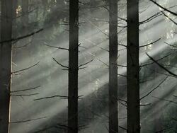 MS Sunlight coming through fir forest  /  Kastel-Staadt, Rhineland-Palatinate, Germany  Stock Footage