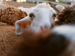 Couple Sheep grazing Stock Footage