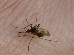 mosquito Stock Footage