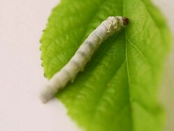 silkworm Stock Footage
