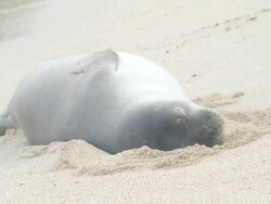 MS Shot of monk seal lying in sand on beach near waves / oahu, hawaii, united states Stock Footage