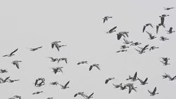 Migrators Stock Footage