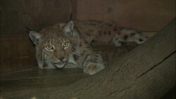 Alpine ibex. Alpenzoo, Innsbruck, Austria Stock Footage