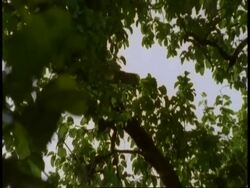 Zoom in to Leopard, Panthera pardus, standing in tree, Bandhavgarh National Park, India Stock Footage