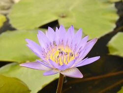 Bee in lotus Stock Footage