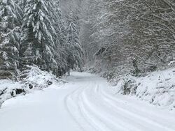 WS View of forest landscape in winter / Saarburg, Rhineland-Palatinate, Germany Stock Footage