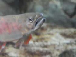 fish 01 Stock Footage