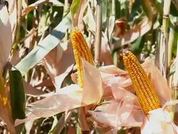 Corn harvest Stock Footage