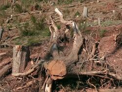MS View of ravaged woodland after storm  /  Kastel-Staadt, Rhineland-Palatinate, Germany  Stock Footage