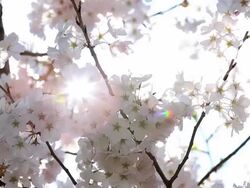 HD: Sakura cherry Blossoms with sun beam Stock Footage