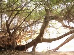 The Great Banyan Tree Forest Stock Footage