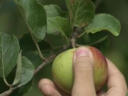 Apple being picked Stock Footage