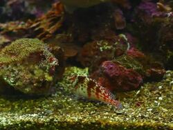 Yellow fish in aquarium Stock Footage