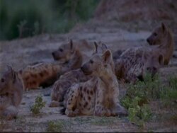 MS group of hyenas lying on ground, alerted by sound, raise heads, early morning, Mana Pools, Zimbabwe Stock Footage