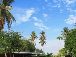 Cow on the farm Stock Footage