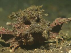 Spiny Devilfish, Walking, close up, Indonesia  Stock Footage