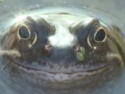 Common frog (Rana temporaria) winks to camera, UK Stock Footage