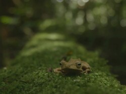 Borneo eared frog on mossey log Stock Footage