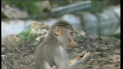 Rare red-haired baboon born in captivity Instructional Video
