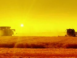 HD: Combines Harvesting Crop At Sunset Stock Footage