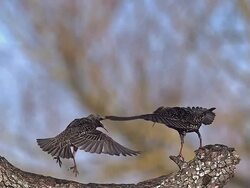 MS SLO MO Common starling (sturnus vulgaris) adults fighting in flight / Vieux Pont, Normandy, France Stock Footage