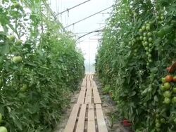 WS Farm of solanum lycopersicum, tomato / Serrig, Rhineland-Palatinate, Germany Stock Footage