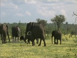 Herd of African Elephant calfs, Loxodonta africana, walking through grass, Botswana, Africa Stock Footage