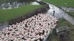 VOICED : Voices of Brexit the British sheep farmer News Clip