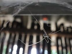 Spider with light. Stock Footage