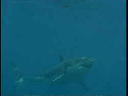 MS Great White Shark swimming through shoal of fish, chasing bait, Guadalupe Island, Pacific Ocean Stock Footage