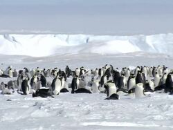 WS PAN Group of penguins at snow / EkstrÃƒÂ¶m Ice Shelf,Atka Iceport Emperor Penguin Colony, Queen Maud land, Antarctica  Stock Footage