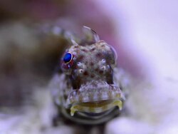 Salarias fasciatus-Lawnmower Blenny Stock Footage