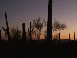 Saguaro National Park Stock Footage