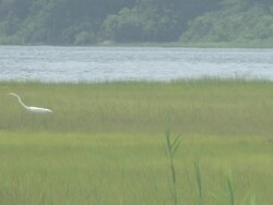 Egret in the marshes 1 Stock Footage