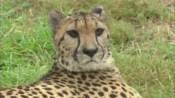 A cheetah rests on the grass and looks around. Stock Footage