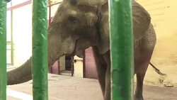 CLEAN : Animals aplenty space at a premium in Africa's oldest zoo News Clip