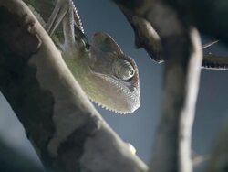 Chameleon close up video: like a Dinosaur Stock Footage